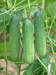 HIMANI Cucumber Seeds HIMANI Cucumber Seeds