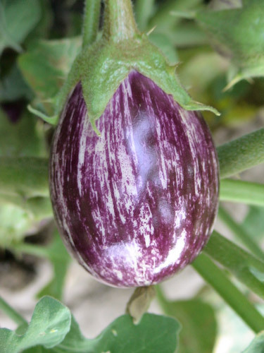 RUBY Brinjal Seed RUBY Brinjal Seed