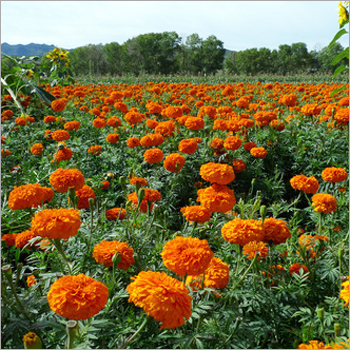 DEEP ORANGE KARINA Marigold Seed DEEP ORANGE KARINA Marigold Seed