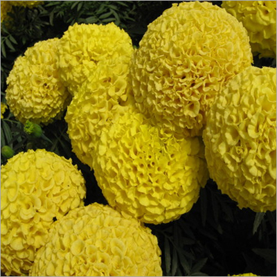 YELLOW KARINA Marigold Seeds YELLOW KARINA Marigold Seeds