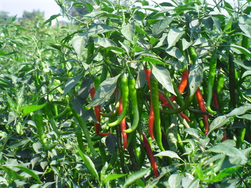 SAGAR-33 Chilly Seeds SAGAR-33 Chilly Seeds
