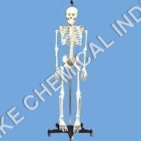 Human Skelton Model Human Skelton Model
