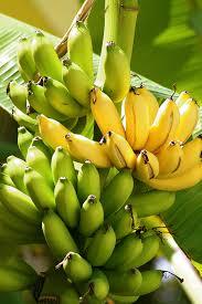 Rasthali Banana Rasthali Banana