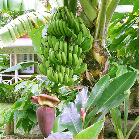 Cavendish Banana Cavendish Banana
