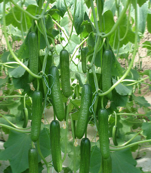 GREEN GLORY Cucumber Seed GREEN GLORY Cucumber Seed