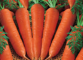 MOHINI Carrot MOHINI Carrot