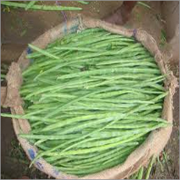 Fresh Green Drumsticks Fresh Green Drumsticks