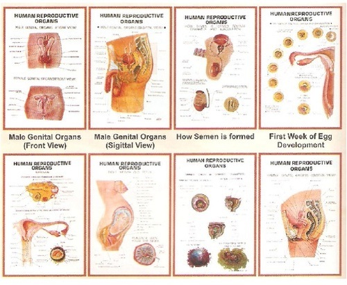 Reproductive Organs 3D Charts Reproductive Organs 3D Charts