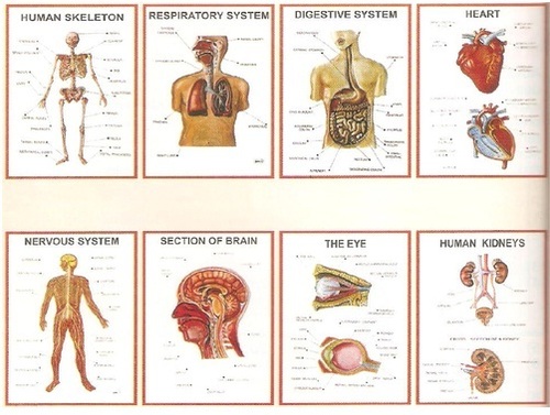 Anatomy 3D Charts Anatomy 3D Charts