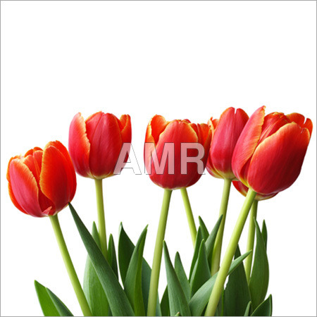Red Cut Flowers Red Cut Flowers