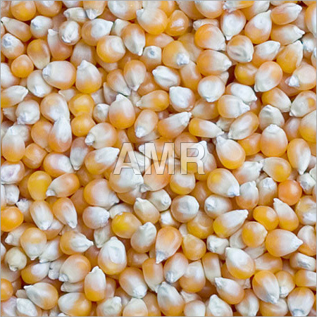 Yellow Maize Grain Yellow Maize Grain