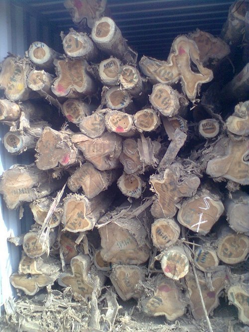 Ivory Coast Teak Ivory Coast Teak