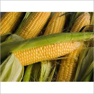Fresh Sweet Corn Fresh Sweet Corn