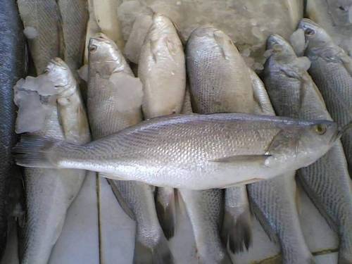 Tiger Tooth Croaker Tiger Tooth Croaker