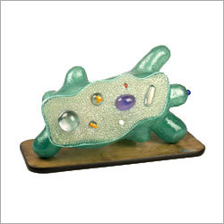 Amoeba Fibre Model Amoeba Fibre Model