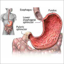 Human Digestive System Model Human Digestive System Model