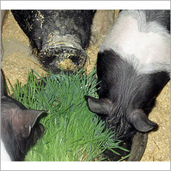 Hydroponic Pig Feed Equipments Hydroponic Pig Feed Equipments