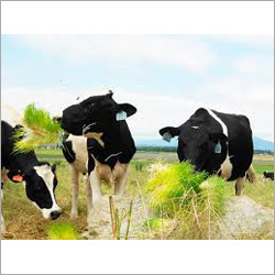 Hydroponic Cattle Fodder Machine Hydroponic Cattle Fodder Machine
