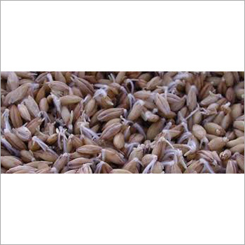 Hydroponic Sprouted Grain Machine Hydroponic Sprouted Grain Machine