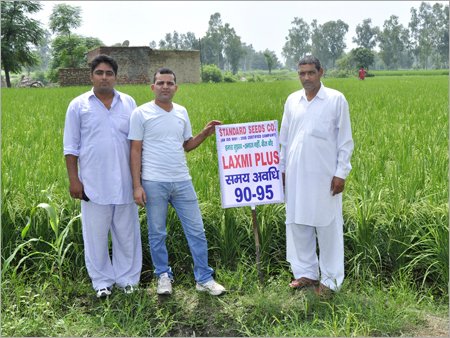 Paddy Seeds Paddy Seeds