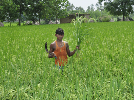 Hybrid Rice Seeds Hybrid Rice Seeds