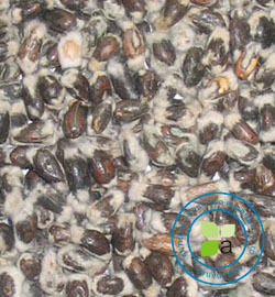 Cotton Seeds Cotton Seeds