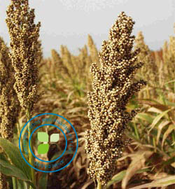 Sorghum Sorghum