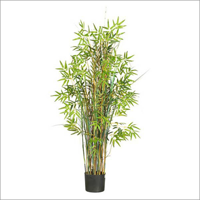 Bamboos Bamboos
