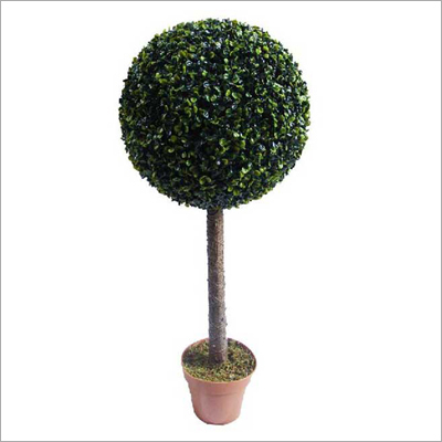 Boxwood Tree Boxwood Tree