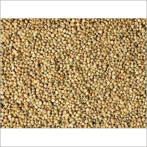 Guar Gum Seeds Guar Gum Seeds