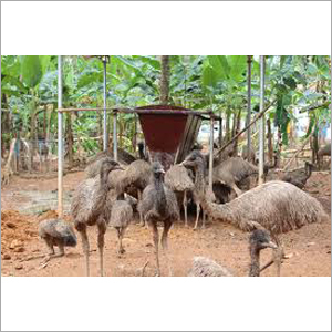 EMU Birds Feeding EMU Birds Feeding
