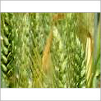 Wheat Fiber Wheat Fiber