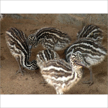 EMU Bird Chicks EMU Bird Chicks