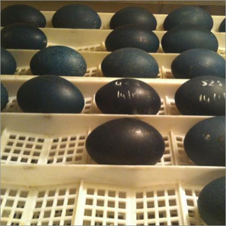 EMU Egg Trays EMU Egg Trays