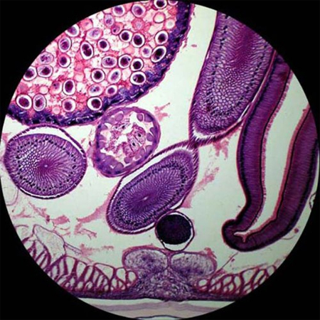 Modelling Biological Systems Modelling Biological Systems