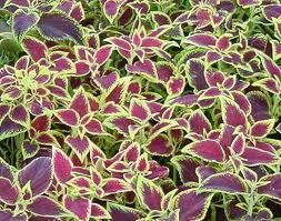 Coleus Forskoli Extract Coleus Forskoli Extract