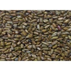 Cassia Tora Seeds Cassia Tora Seeds