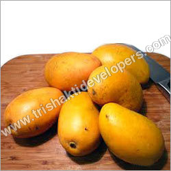 Fresh Mangoes Fresh Mangoes
