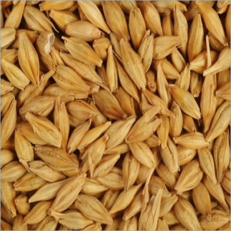 Green Barley Green Barley
