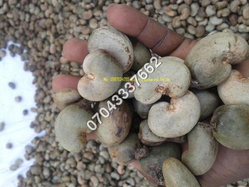 Raw Cashew Raw Cashew