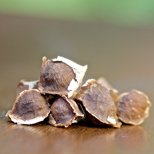 Moringa Oleifera Seeds Moringa Oleifera Seeds