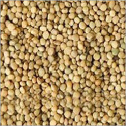 Guar Seeds Guar Seeds