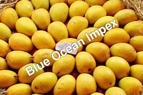 Alphonso Mango Alphonso Mango