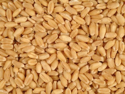 Whole Wheat Whole Wheat