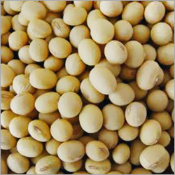 Soyabean Soyabean
