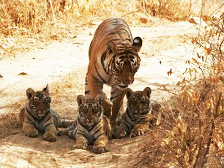 Ranthambore Tour Package Ranthambore Tour Package