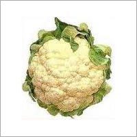 Cauliflower Plants Cauliflower Plants