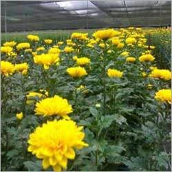 Flower Plantation Flower Plantation