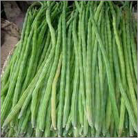 Drumstick Seeds Drumstick Seeds