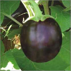 Brinjal Plant Brinjal Plant